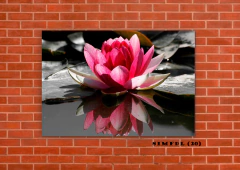 Flor de loto 20 en internet