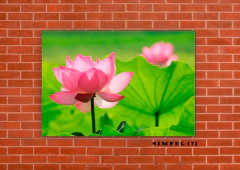 Flor de loto 7 en internet