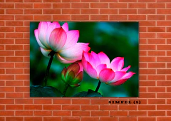 Flor de loto 8 en internet