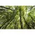Quadro Decorativo Florais e Folhagens Floresta-I na internet