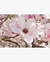 Quadro Decorativo Florais e Folhagens Magnólia - comprar online