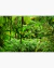 Quadro Decorativo Paisagem e Natureza Floresta Austrália I - comprar online
