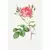 Kit 3 Quadros Decorativos Lançamentos Rosa Centifólia I, II, III - comprar online