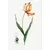 Kit 2 Quadros Decorativos Florais e Folhagens Tulipa X e Flor de Lírio I - comprar online