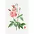 Kit 3 Quadros Decorativos Lançamentos Rosa Centifólia I, II, III na internet