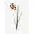 Kit 2 Quadros Decorativos Florais e Folhagens Tulipa X e Flor de Lírio I na internet