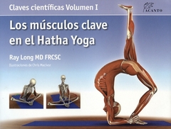 Los musculos clave en el Hatha Yoga