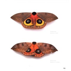 Moths of Costa Rica's Rainforest - comprar online