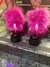 polainas gloomy bear - tienda online
