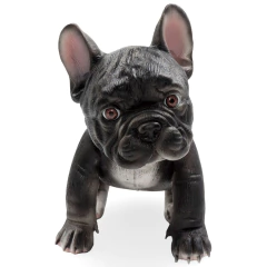 Imagen de ¡BLACKY! Bulldog Francés