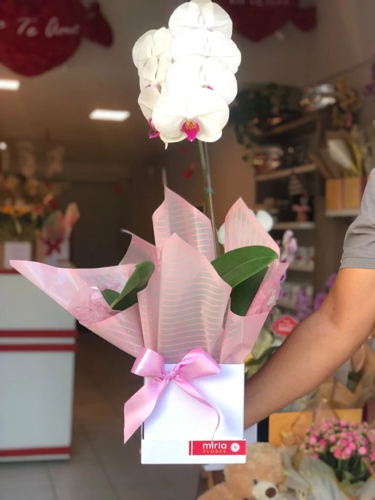 Orquídea Cascata na Box