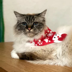 BANDANA DE NAVIDAD CON APLIQUE-RR - comprar online