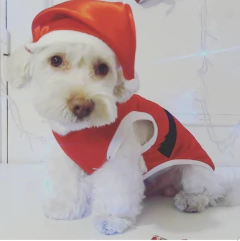 TRAJE NAVIDEÑO CON CAPUCHA Y CINTURÓN - AB - tienda online