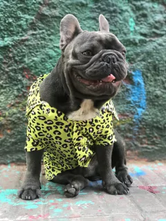 CAMISAS ANIMAL PRINT-FD - tienda online