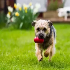 JUGUETE BUSCA ALIMENTO - AP - Pet Crows