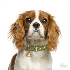 CHAPITA FRIENDS CAVALIER KING - comprar online
