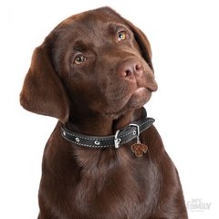 CHAPITA FRIENDS LABRADOR MARRÓN - comprar online