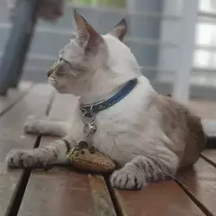 Cañita Peluche Luna Para Gatos-CC - comprar online