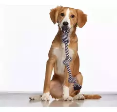 Soga de 3 nudos para Perros Medianos y Grandes-rs en internet