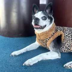 POLERÓN ANIMAL PRINT-RR