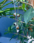 Aros Tala Ambar - comprar online