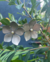 Aros Flor Agata