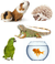 OTRAS MASCOTAS