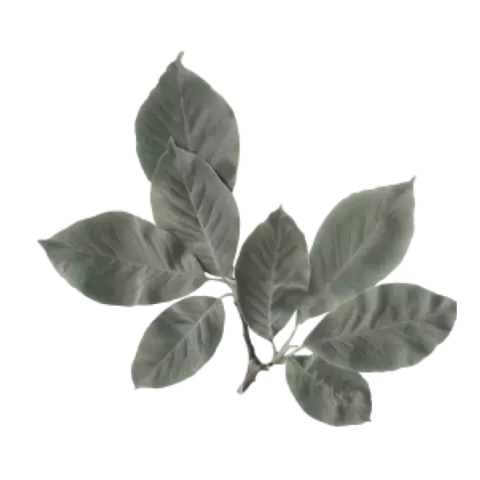 Dermatológicamente Testeado