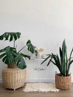 Planta Sanseivieria en internet