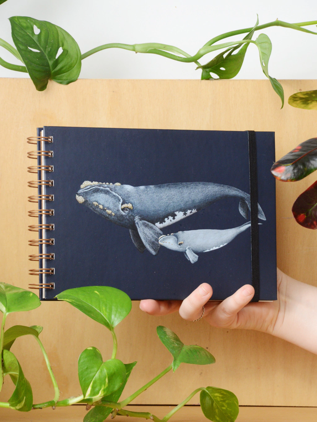 Cuaderno BALLENA FRANCA rayado, tapa dura