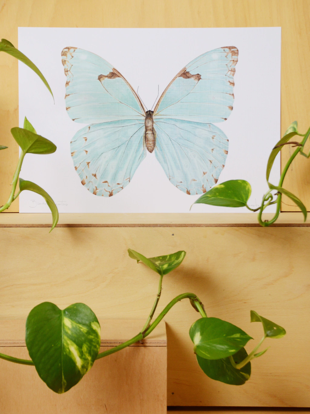 Lámina MARIPOSA BANDERA ARGENTINA