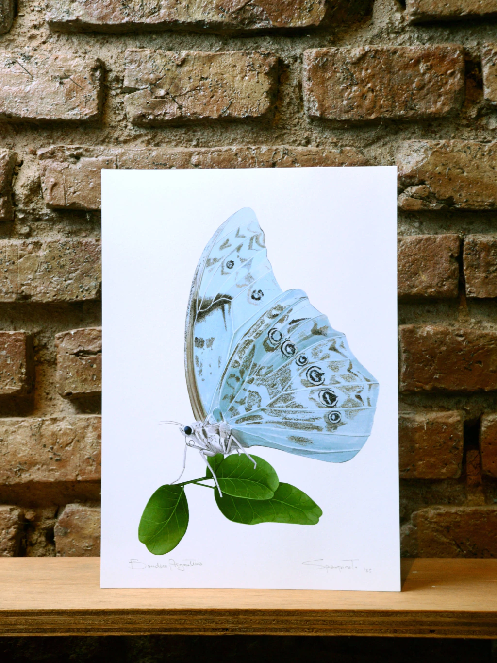 Lámina MARIPOSA BANDERA ARGENTINA II