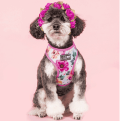 ARNES PERROS - TODO CANINO - TALLE S - TRANSPIRABLE