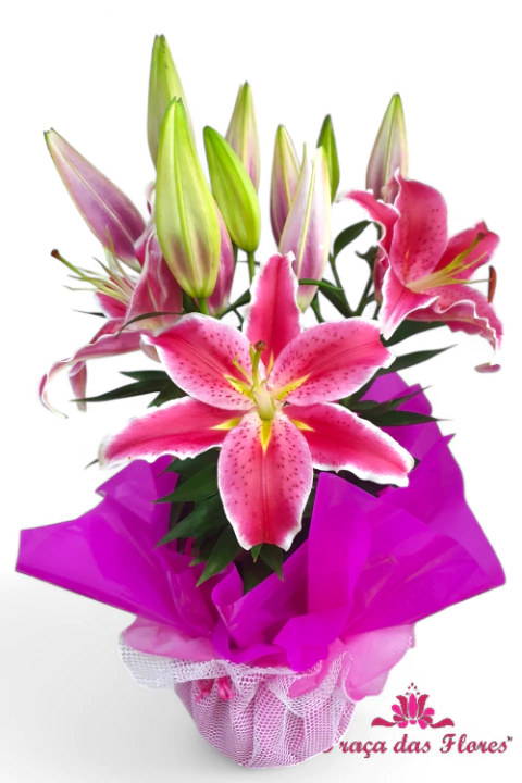 Lirio Rosa - comprar online