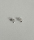 Aros Milán mini 1,2 cm acero blanco (par) - tienda online
