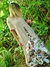 VESTIDO DOBLE 68436 - comprar online