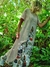 VESTIDO DOBLE 68436 en internet