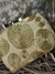 CLUTCH 24377 - TRESDELSEIS
