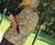 CHAQUETA ANIMAL 63417 - comprar online