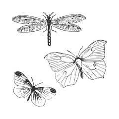 Sizzix + 49 and Market - Facas de Corte + Carimbos Engraved Wings na internet