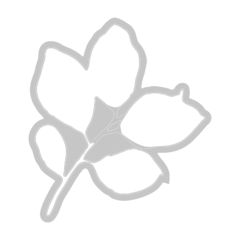 Sizzix + 49 and Market - Facas de Corte + Carimbos Painted Pencil Leaves - comprar online