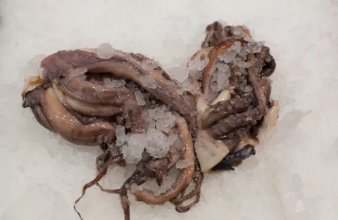 Tentaculos de Calamar