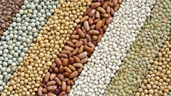 Banner da categoria Grãos e Sementes