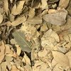 FOLHA DE LOURO - 100G