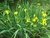 IRIS AMARELA - IRIS PSEUDACORUS - comprar online