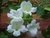 BRIDAL BOUQUET - ASARINA ERUBESCENS - comprar online