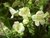 BRIDAL BOUQUET - ASARINA ERUBESCENS na internet