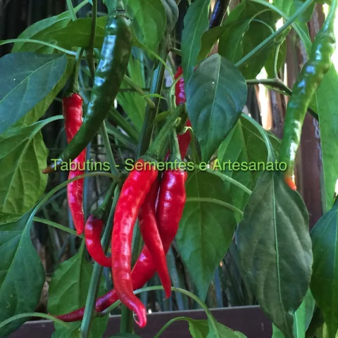 PIMENTA CAYENNE - comprar online
