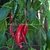 PIMENTA CAYENNE - comprar online