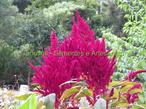 AMARANTHO COMESTÍVEL GIGANTE - AMARANTHUS HYPOCHONDRIACUS